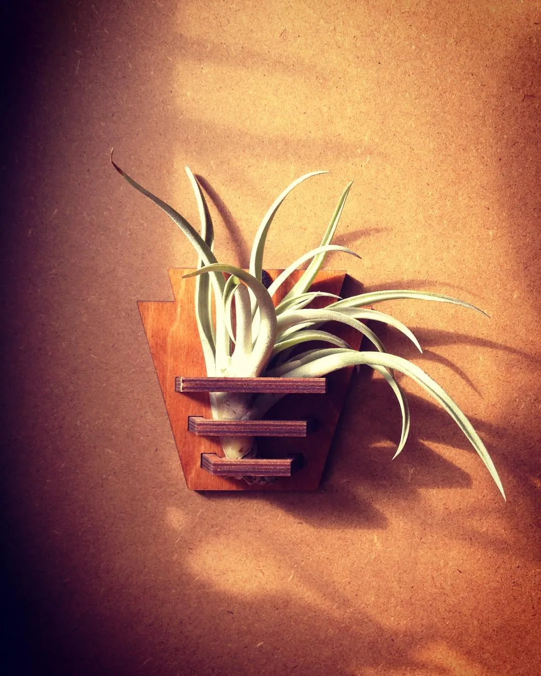 Laser cut air plant hanger