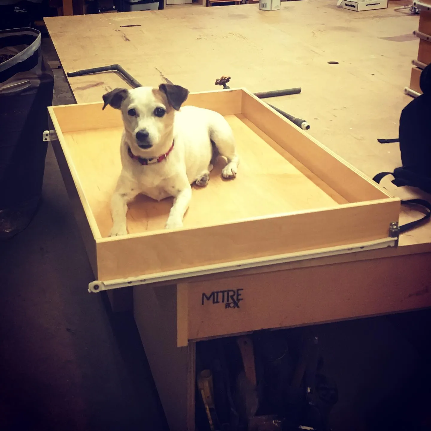 Shop dog